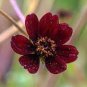 Chocolate Cosmos Plant 100 PCS Seeds