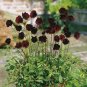 Chocolate Cosmos Plant 100 PCS Seeds