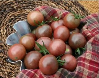 Chocolate Ruffled Tomato 100 PCS Seeds