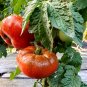 Chocolate Ruffled Tomato 100 PCS Seeds