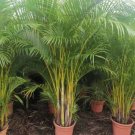 Chrysalidocarpus Lutescens Seeds Home Decoration Areca Palm 5 PCS Seeds Chrysalidocarpus Lutescens Seeds Home Decoration Areca Palm 5 PCS Seeds