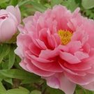Chinese Rare and Precious Species of Blue Peony Flower Bonsai 10 PCS Seeds