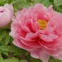Chinese Rare and Precious Species of Blue Peony Flower Bonsai 10 PCS Seeds