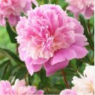 Chinese Rare and Precious Species of Blue Peony Flower Bonsai 100 PCS Seeds Chinese Rare and Precious Species of Blue Peony Flower Bonsai 100 PCS Seeds