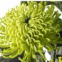 Chrysanthemum 200 PCS Seeds