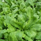 Chrysanthemum Coronarium Vegetable 120 PCS Seeds Chrysanthemum Coronarium Vegetable 120 PCS Seeds