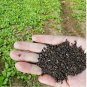 Chrysanthemum Coronarium Vegetable 120 PCS Seeds