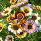 Chrysanthemum Daisy Seeds Flowering Plants 50 PCS Seeds