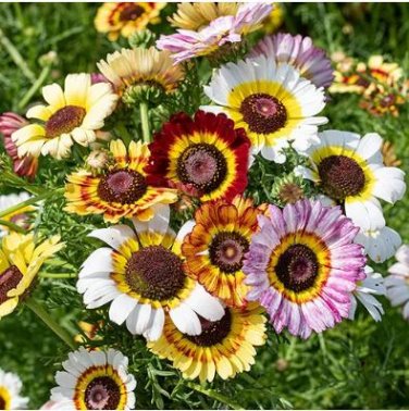 Chrysanthemum Daisy Seeds Flowering Plants 50 PCS Seeds
