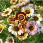 Chrysanthemum Daisy Seeds Flowering Plants 50 PCS Seeds