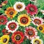 Chrysanthemum Daisy Seeds Flowering Plants 50 PCS Seeds