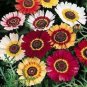 Chrysanthemum Daisy Seeds Flowering Plants 50 PCS Seeds