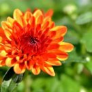 Chrysanthemum Perennial Flowers Seeds Spider Orange Yellowish Flowers 200 PCS Seeds