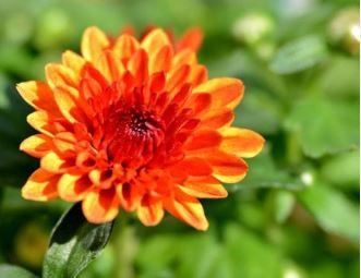 Chrysanthemum Perennial Flowers Seeds Spider Orange Yellowish Flowers 200 PCS Seeds
