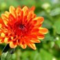 Chrysanthemum Perennial Flowers Seeds Spider Orange Yellowish Flowers 200 PCS Seeds
