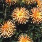 Chrysanthemum Perennial Flowers Seeds Spider Orange Yellowish Flowers 200 PCS Seeds