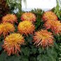 Chrysanthemum Perennial Flowers Seeds Spider Orange Yellowish Flowers 200 PCS Seeds
