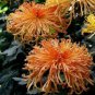 Chrysanthemum Perennial Flowers Seeds Spider Orange Yellowish Flowers 200 PCS Seeds