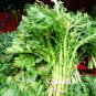 Chrysanthemum Coronarium Vegetable 120 PCS Seeds