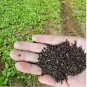 Chrysanthemum Coronarium Vegetable 120 PCS Seeds
