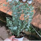 Cider Gum Eucalyptus Myrtaceae Eucalyptus Gunnii Ornamental Plant 50 PCS Seeds Cider Gum Eucalyptus Myrtaceae Eucalyptus Gunnii Ornamental Plant 50 PCS Seeds