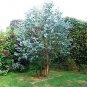 Cider Gum Eucalyptus Myrtaceae Eucalyptus Gunnii Ornamental Plant 50 PCS Seeds