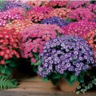 Cineraria Hybrida Royalty Mixed Flower Annual Shade Loving or Indoor 30 PCS Seeds