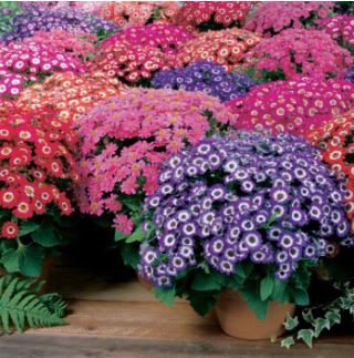 Cineraria Hybrida Royalty Mixed Flower Annual Shade Loving or Indoor 30 PCS Seeds