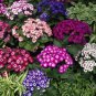 Cineraria Hybrida Royalty Mixed Flower Annual Shade Loving or Indoor 30 PCS Seeds