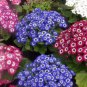 Cineraria Hybrida Royalty Mixed Flower Annual Shade Loving or Indoor 30 PCS Seeds