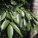 Cinnamomum Kotoense Seeds Foliage Plants 10 PCS Seeds