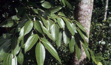 Cinnamomum Kotoense Seeds Foliage Plants 10 PCS Seeds