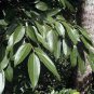 Cinnamomum Kotoense Seeds Foliage Plants 10 PCS Seeds