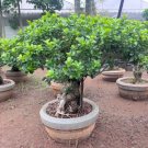 Cinnamon Bonsai Evergreen Tree Potted Plant for Home Garden 20 PCS Seeds Cinnamon Bonsai Evergreen Tree Potted Plant for Home Garden 20 PCS Seeds