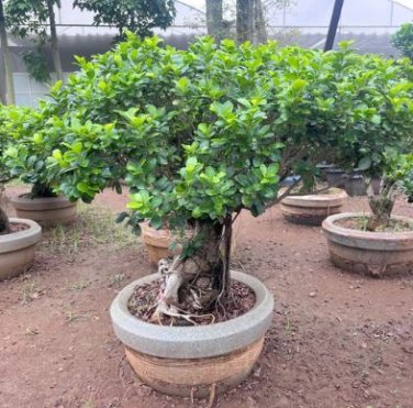 Cinnamon Bonsai Evergreen Tree Potted Plant for Home Garden 20 PCS Seeds