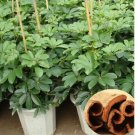 Cinnamon Seeds Evergreen Tree 100 PCS Seeds