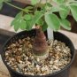 Cinnamon Seeds Evergreen Tree 100 PCS Seeds