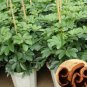 Cinnamon Seeds Evergreen Tree 100 PCS Seeds