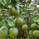 Citrus Maxima Pamplemousse Jabong Shaddock 50 PCS Seeds Citrus Maxima Pamplemousse Jabong Shaddock 50 PCS Seeds