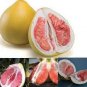 Citrus Maxima Pamplemousse Jabong Shaddock 50 PCS Seeds
