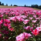 Clarkie Godetia Double Azalea Strain Fresh 50 PCS Seeds