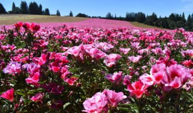 Clarkie Godetia Double Azalea Strain Fresh 50 PCS Seeds