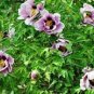 Clarkie Godetia Double Azalea Strain Fresh 50 PCS Seeds