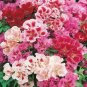 Clarkie Godetia Double Azalea Strain Fresh 50 PCS Seeds