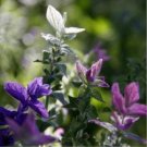 Clary Salvia Mixed (Red, Blue) Flower 30 PCS Seeds