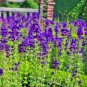 Clary Salvia Mixed (Red, Blue) Flower 30 PCS Seeds