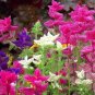 Clary Salvia Mixed (Red, Blue) Flower 30 PCS Seeds