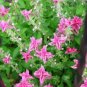 Clary Salvia Mixed (Red, Blue) Flower 30 PCS Seeds