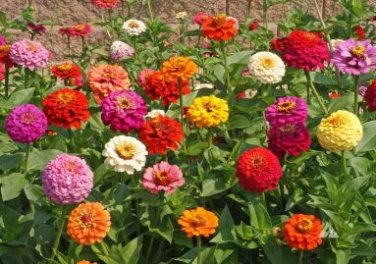Classic Zinnia Elegans Flower 50 PCS Seeds