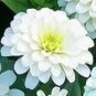 Classic Zinnia Elegans Flower 50 PCS Seeds